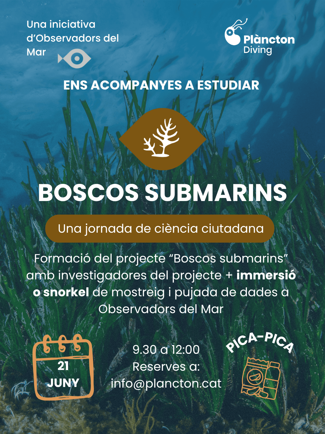 Bosques submarinos  - buceo
